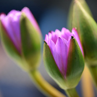 ��ҹ˯��������ɫ���