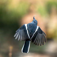 ����ʳ��