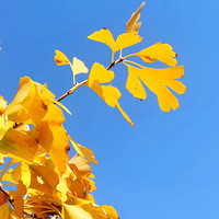 �����ģ������¼һ�������ϲ�����