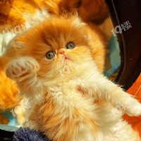 �������ּӷ�èСè����������