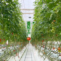 Ԫ������ժС����