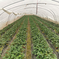 Ԫ��ժ�˸���ݮ���ó�