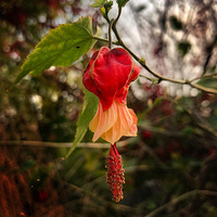 ���������³�ʮ��������