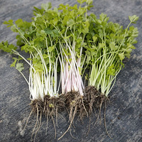 ���㴿��ɫ�߲ˣ�С���ۺ��۰������ۿɿڣ���ѹ�������ݵ�������