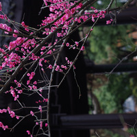 ������÷��ͼ