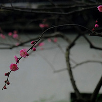 ����÷����Ī��÷��