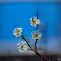 ��÷��������Ũ���۷���