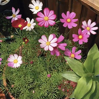 װαҴ+죡ɹɹĻ+ɫļ