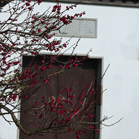 ϲ�ϡ�÷���ң���÷������Ц