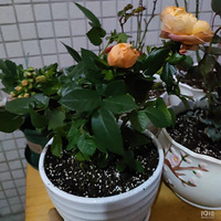 װαҴ+죡ɹɹĻ+컨Ὺ