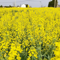 �ͳ����Ͳ˻�����