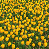 ��������Ȱ�����