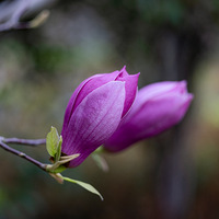 ����һҹ���������ٺ�ʢ��������