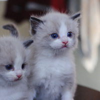 ����С����