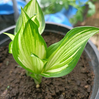 װαҴ+죡ɹɹĻ----