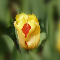 ��Ϫ԰�����㻨����