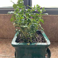 װαҴ+죡ɹɹĻ+̨ϵķ羰