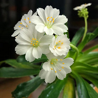 װαҴ+죡ɹɹĻ+ⶼǻ