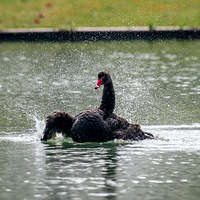 ���-�����