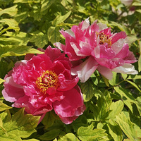 ��԰��ĵ��������~