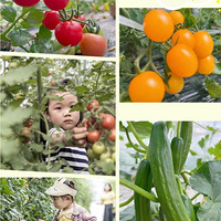 �Ի���������һ���޳��Σ���ݹ������պ�~