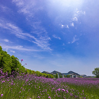 ����������޲ݣ�ʢ��ʱ����������۷䡢���������ֲ�