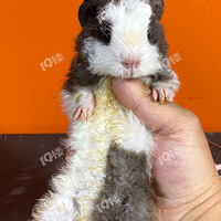 ������ֳ���Ϻ���������ֻ�ܵܣ����������¶����������ǰ�����