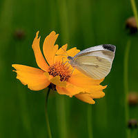 �����Ǹ��ü��ڣ�����˵�����