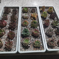 ��û��һ���������ѽ���Ҽ�����˾��������������ֹ�