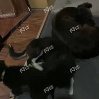 �����ɰ�С������