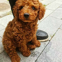 ̩����Ȯ2����400һֻ