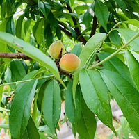 �������꣬���������ջ������ˮ�����ѳ��ϣ��������ꘗ����