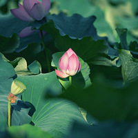 �ɻ������ˣ������һ���ĺɻ���