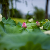 �ĺɻ�����Ϊ�������ס����ɿ����ˣ������̲�ס����