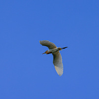 տ������գ����طɹ��������л������裬���ˣ�