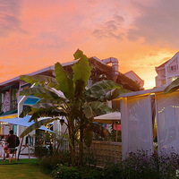 ��������ʳ�ֲݡ���������ĵ���