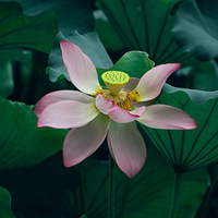 ���������¡���ˮ��������һ����