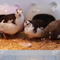 ���˺ö�«������СС�ļ�ÿ��������