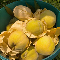 �Լ�ũ�����ߵ����ժ����ͻ�