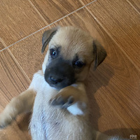 ��԰Ȯ����