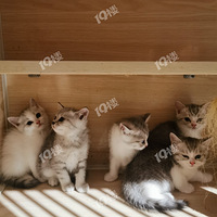 �Ҿͷ���è�����Ƭզ��