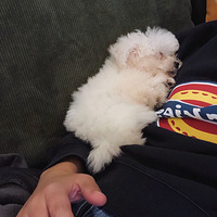 �����ȳ�