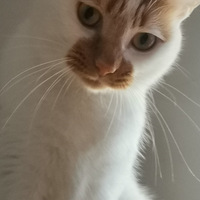 ��ͬ�ı���