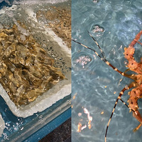 ĩʢ Ƿѡ õƵ2023Ű 貿