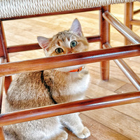 ��3����ʳ�ֲݡ����˵��������ߣè�������