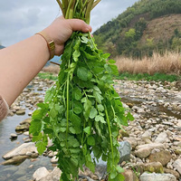 ��СϪ��ժ���ġ����족Ұ�۲�