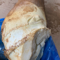 �賿���ݴ�ɽ���ë�����������㵽����