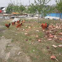 ��һ���Ҽ�ũ������ʳ