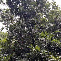 ��ɽ�ɸ���÷�Գ�