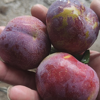 ��ժ�d��Ŷ